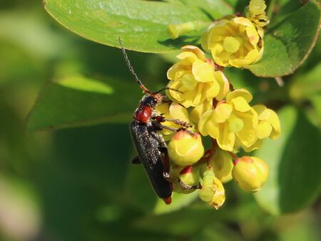 Soldatenkäfer auf Weinscharl