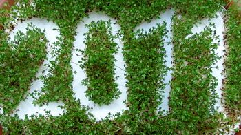 "Natur" am Buffet zum Jahreswechsel