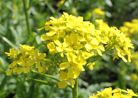 Blüte von Bunis orientalis