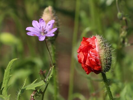 Blüten und Mohn