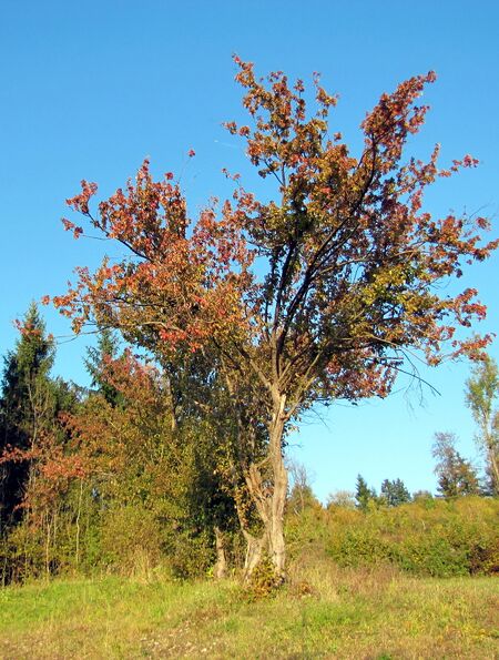 Dirndlbaum in der Brandstatt - Eben