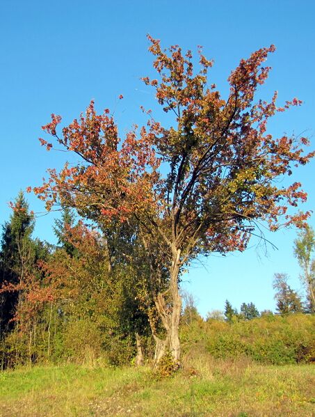 Datei:Dirndlbaum Brandstatt.jpg