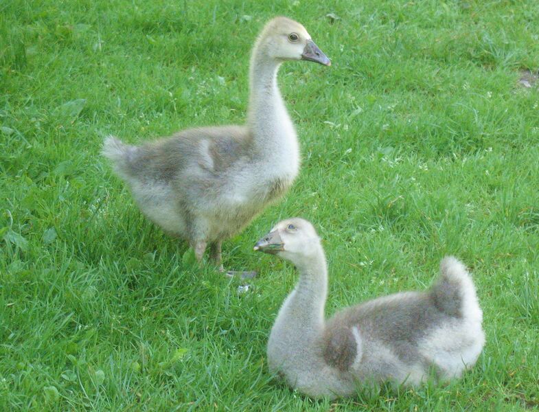 Datei:SG Junge Gänse.jpg