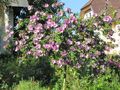 Malve im Produktionsgarten