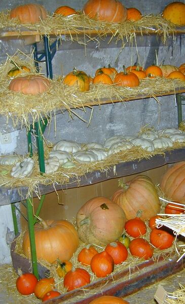 Datei:Steinschaler Kürbislager für Winter.jpg