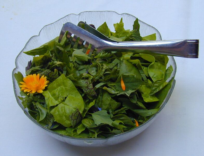 Datei:SH Wildkräutersalat2.jpg