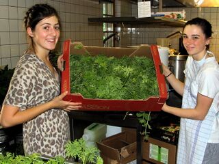 Kräuterernte in der Küche