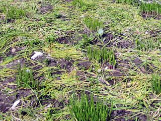 Schnittlauch mit Mulch