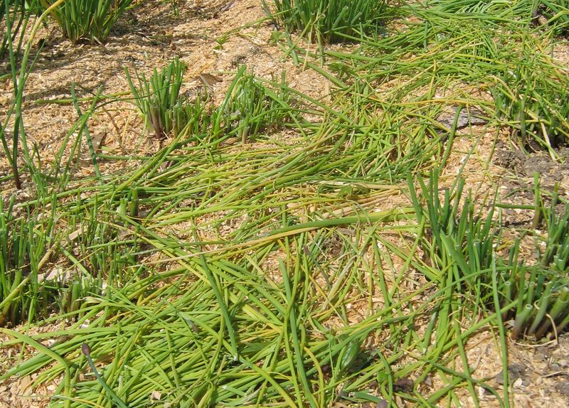 Datei:Mulchen Schnittlauch.jpg