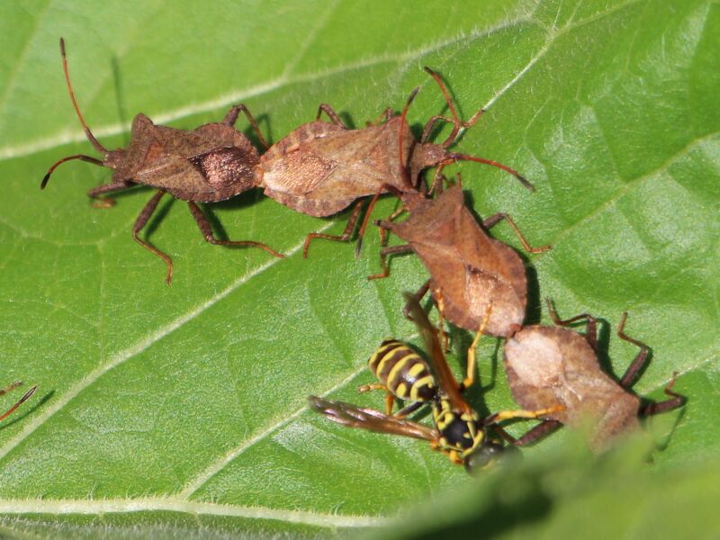 Datei:Wanzenparade - Nützlinge im Garten.JPG