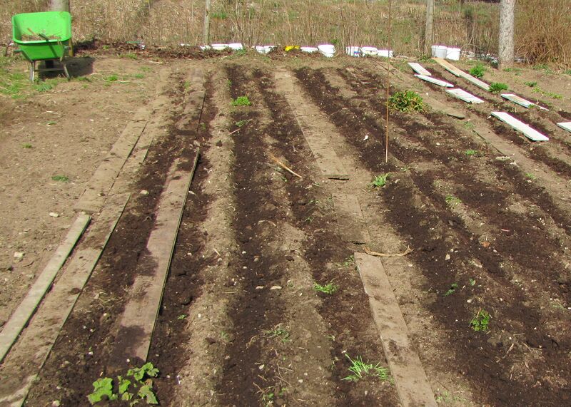 Datei:SG Beete neu.jpg