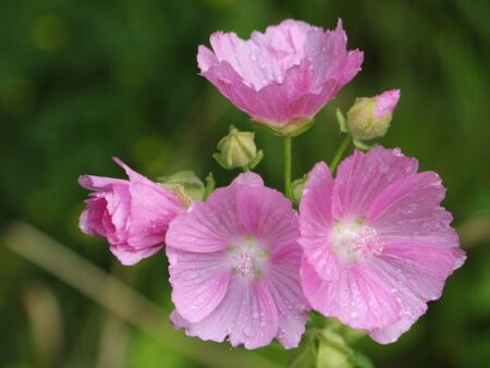 Malvenblüten