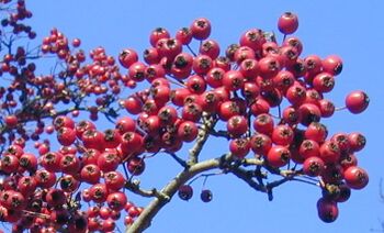 Bild:Weißdornfrüchte 1.jpg