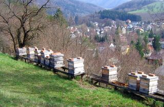 Bienenstöcke am Weg zum Hiebl Kreuz - Kirchenberg