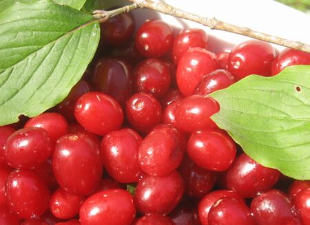 Helle Dirndln muit Blatt