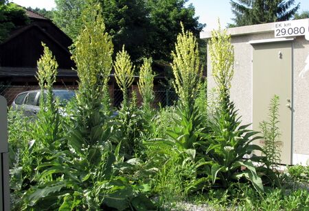 Natur beim Schrankenhaus - Steinschaler Einfluß