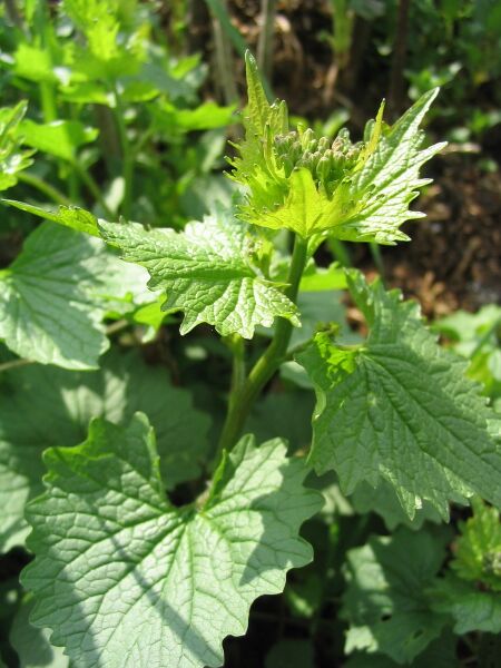 Knoblauchsrauke (Alliaria petiolata)