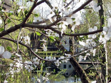 Teichbrücke zur Blütezeit