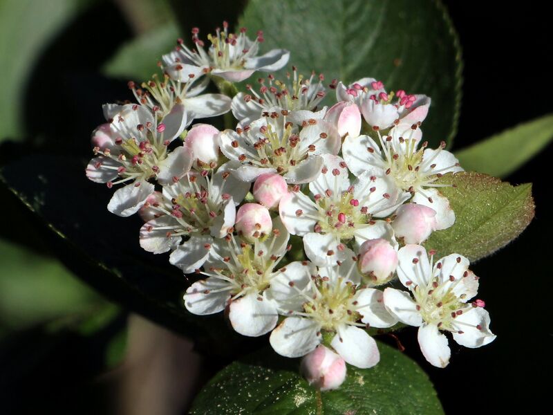 Datei:SG Apfelbeerenblüte6.jpg