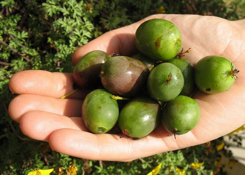 Datei:Kleine Kiwi auf Hand.jpg