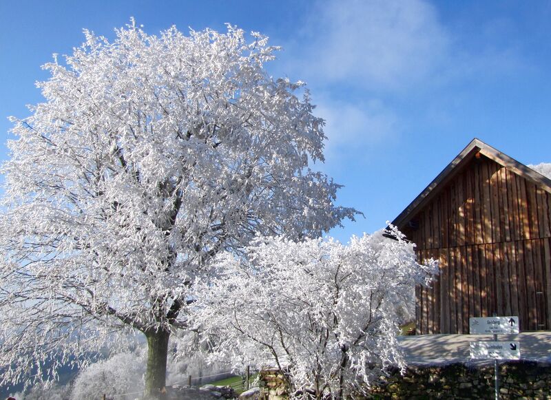 Datei:Laimboden Raureifbaum3.jpg