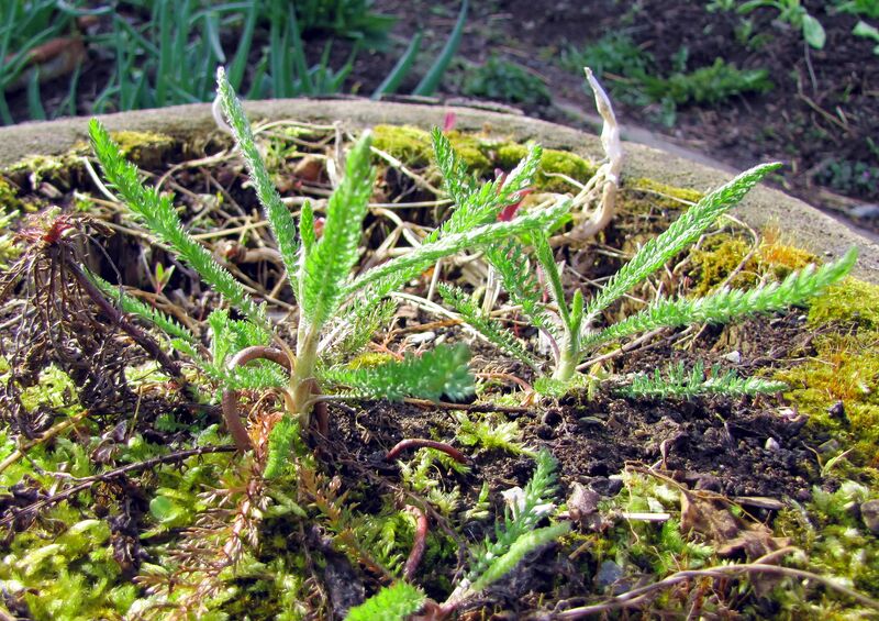 Datei:SG junge Schafgarbe.jpg