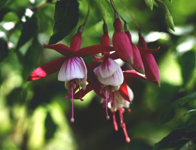 Datei:Fuchsie Leopold.jpg