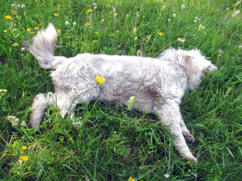 Datei:Paula nach Eisenstein.jpg