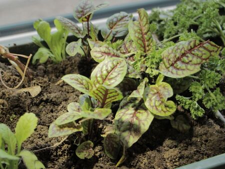 Blutampfer am Fensterbrett - Winter