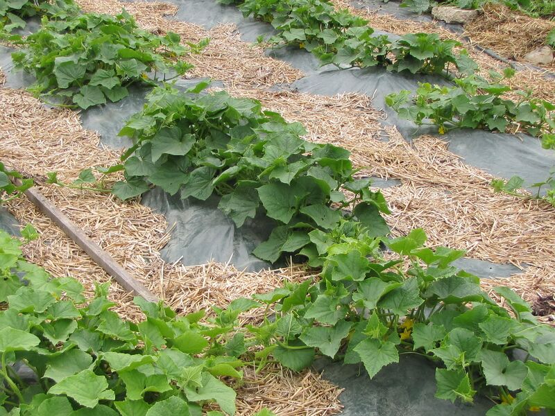 Datei:SG Gurkenfeld.jpg