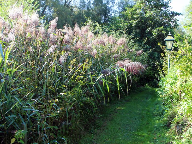 Datei:SG PG Schilf am Teichweg.JPG