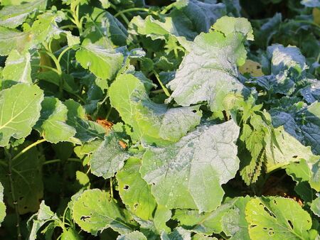 Ewiges Kraut mit Reif