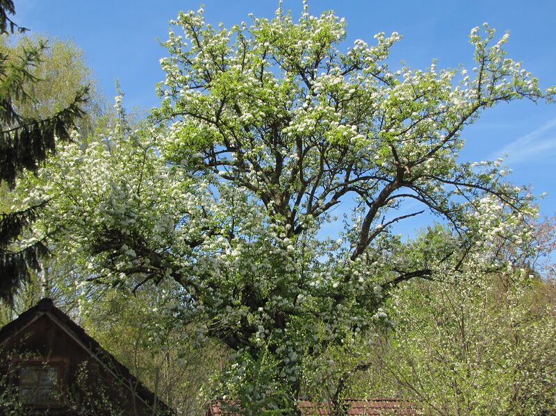 Datei:SH Marianhausbirnbaum-Blüte.jpg