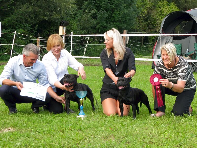 Datei:Stafford Bullterrier Treffen2014.jpg
