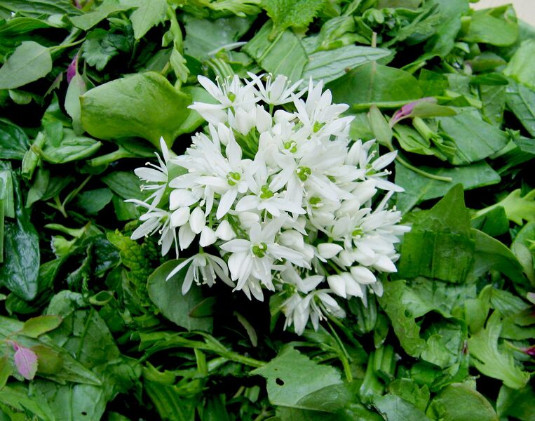 Datei:Bärlauchblüte Wildkräutersalat.jpg