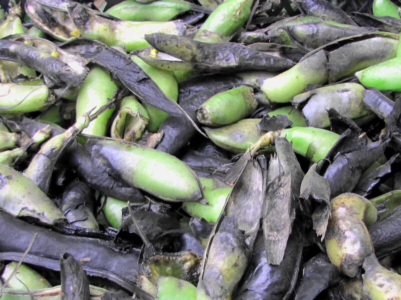 Datei:Bohnenhülsen als Mulch.jpg