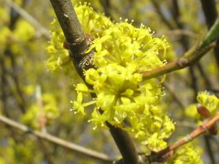 Dirndlblüte bei Ast