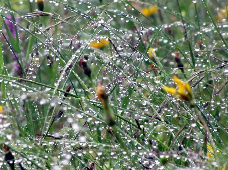 Datei:Gras Regen.jpg