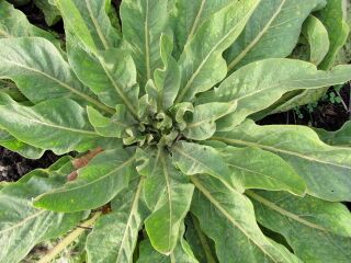 Rossete der Königskerze am Ende des ersten Jahres