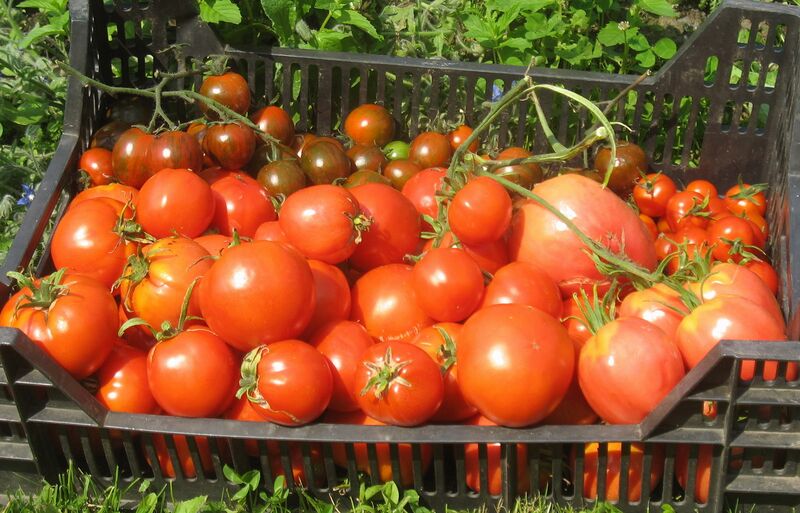 Datei:SG Paradeiserernte 2009.jpg