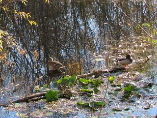 Naturoase in den Gärten - der Steinschaler Teich