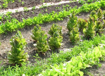 SG-Forellenschluß-Salat