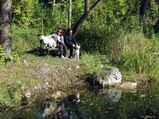 Hunde am Steinschaler Teich