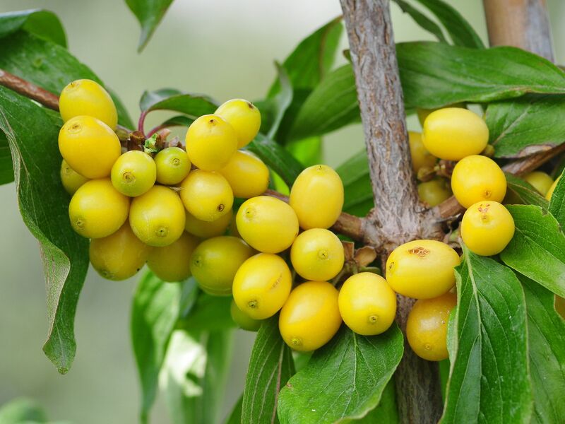 Datei:Dirndl Gelbe Steinschaler-Pirc.jpg