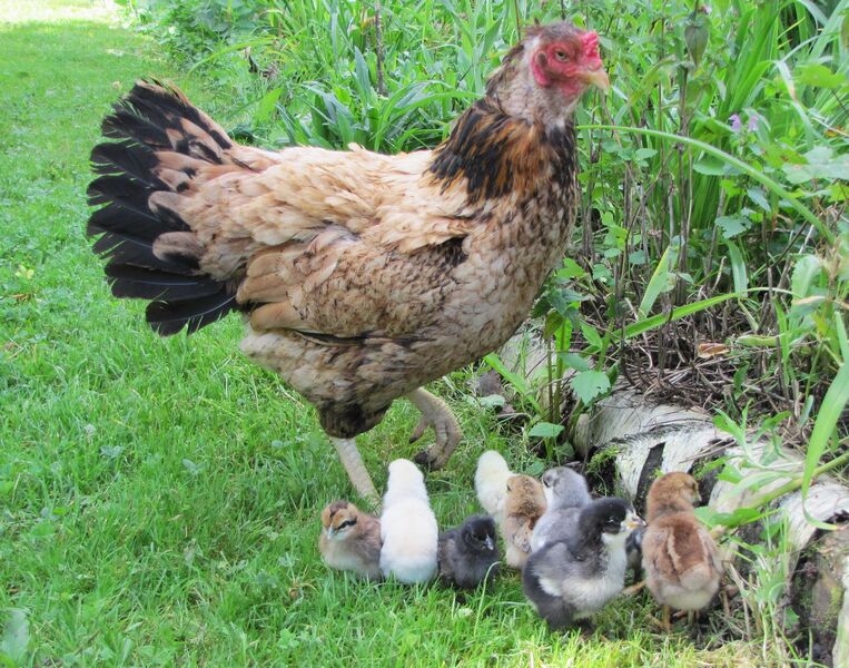 Datei:SG Henne mit Küken.jpg