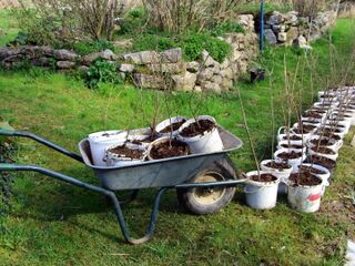 Dirndlpflanzenparade