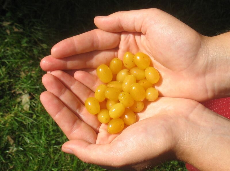 Datei:Gelbe Dirndl in Hand.jpg