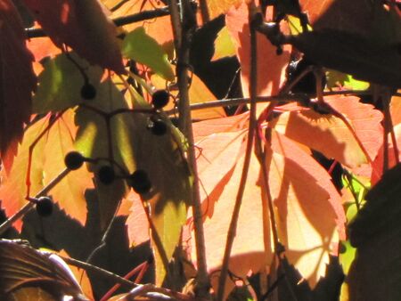 wilder Wein - sonniger Herbst