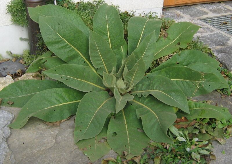 Datei:Königskerze im erstenJahr.JPG