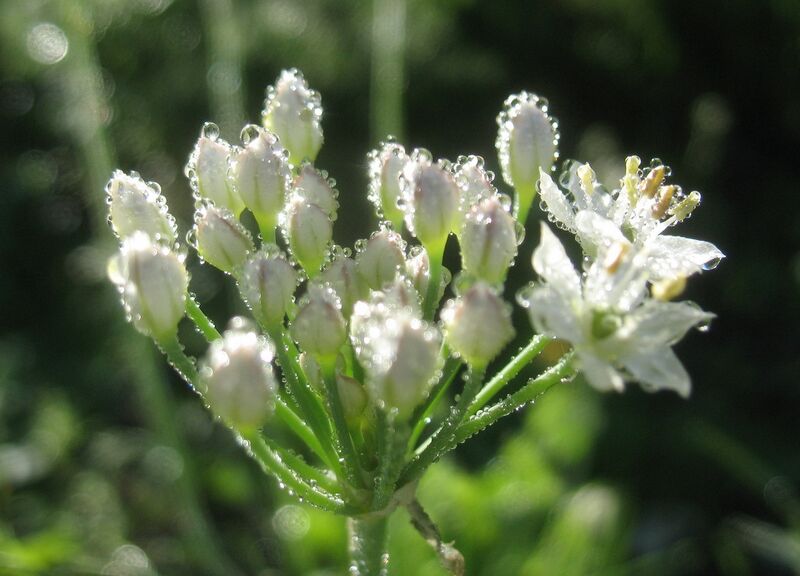 Datei:SG Knolauchbüte1.jpg